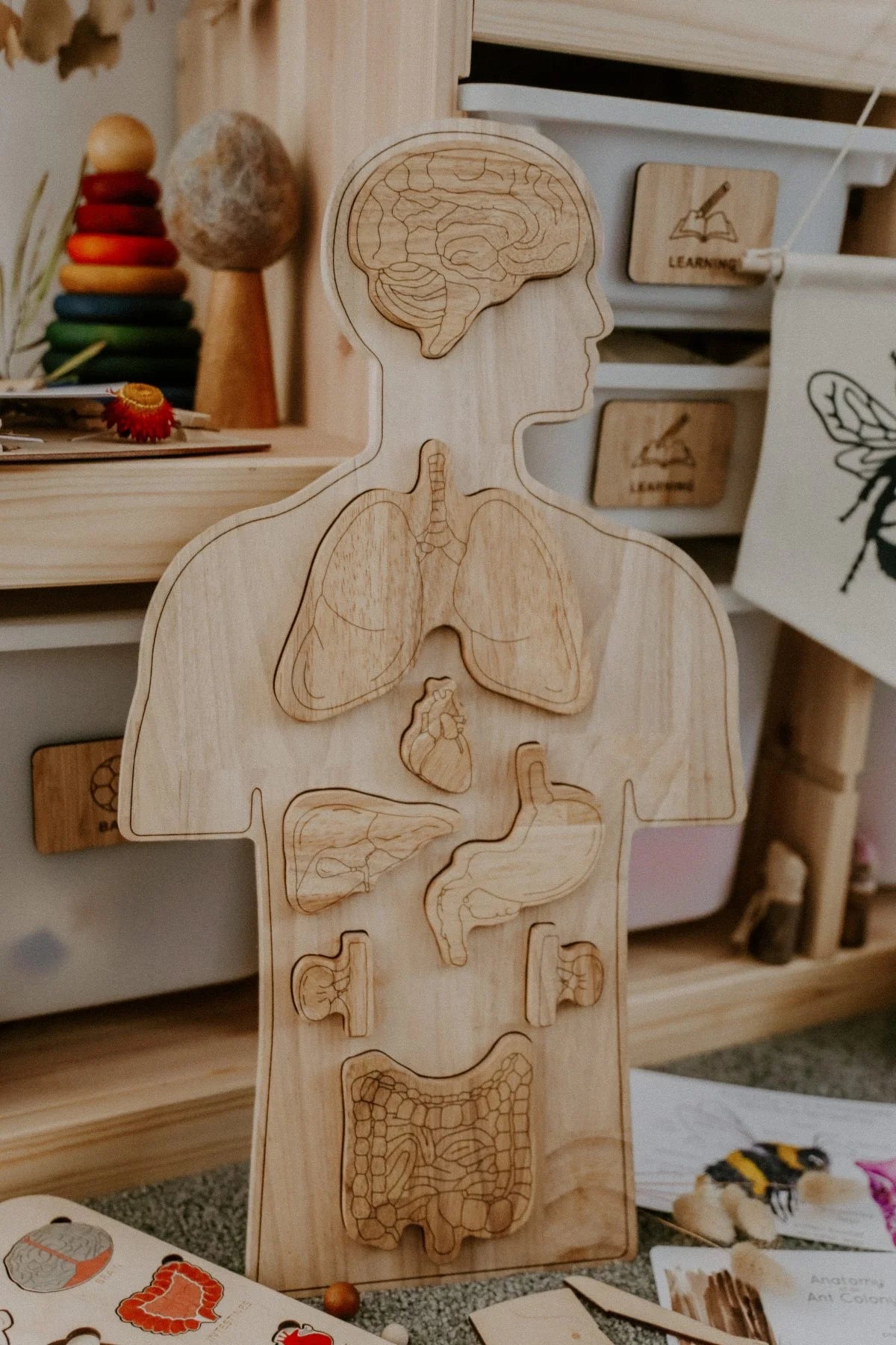 Wooden Anatomy Puzzle4